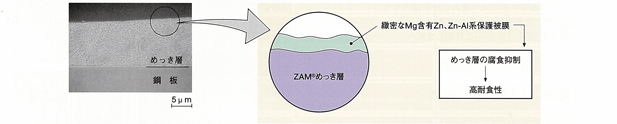 ZAM1